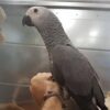 Perroquet gris du Gabon