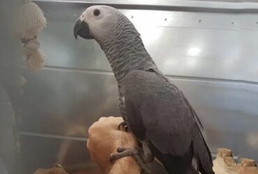 Perroquet gris du Gabon
