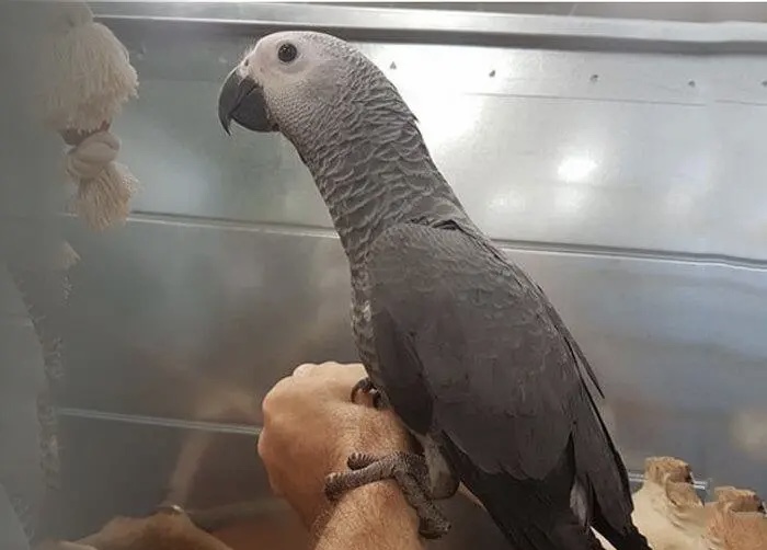 Perroquet gris du Gabon