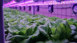 📌 Indoor Farming & CEA – Professional Agricultural Solutions
