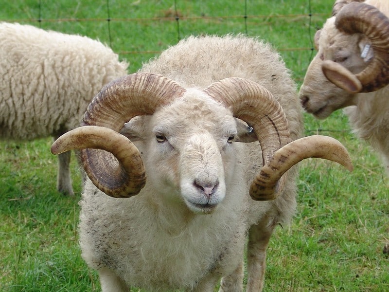 mouton marocaine