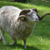mouton marocaine