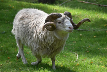 mouton marocaine