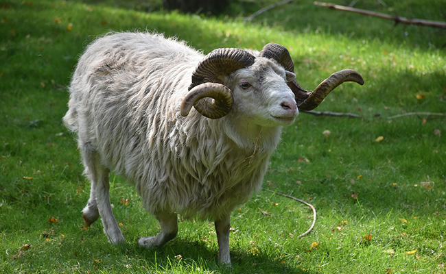 mouton marocaine