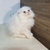 Highland fold & Scottish fold