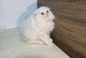 Highland fold & Scottish fold