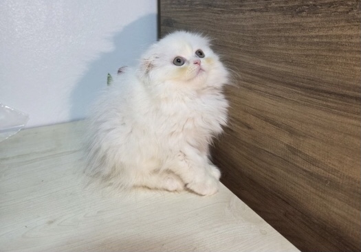 Highland fold & Scottish fold