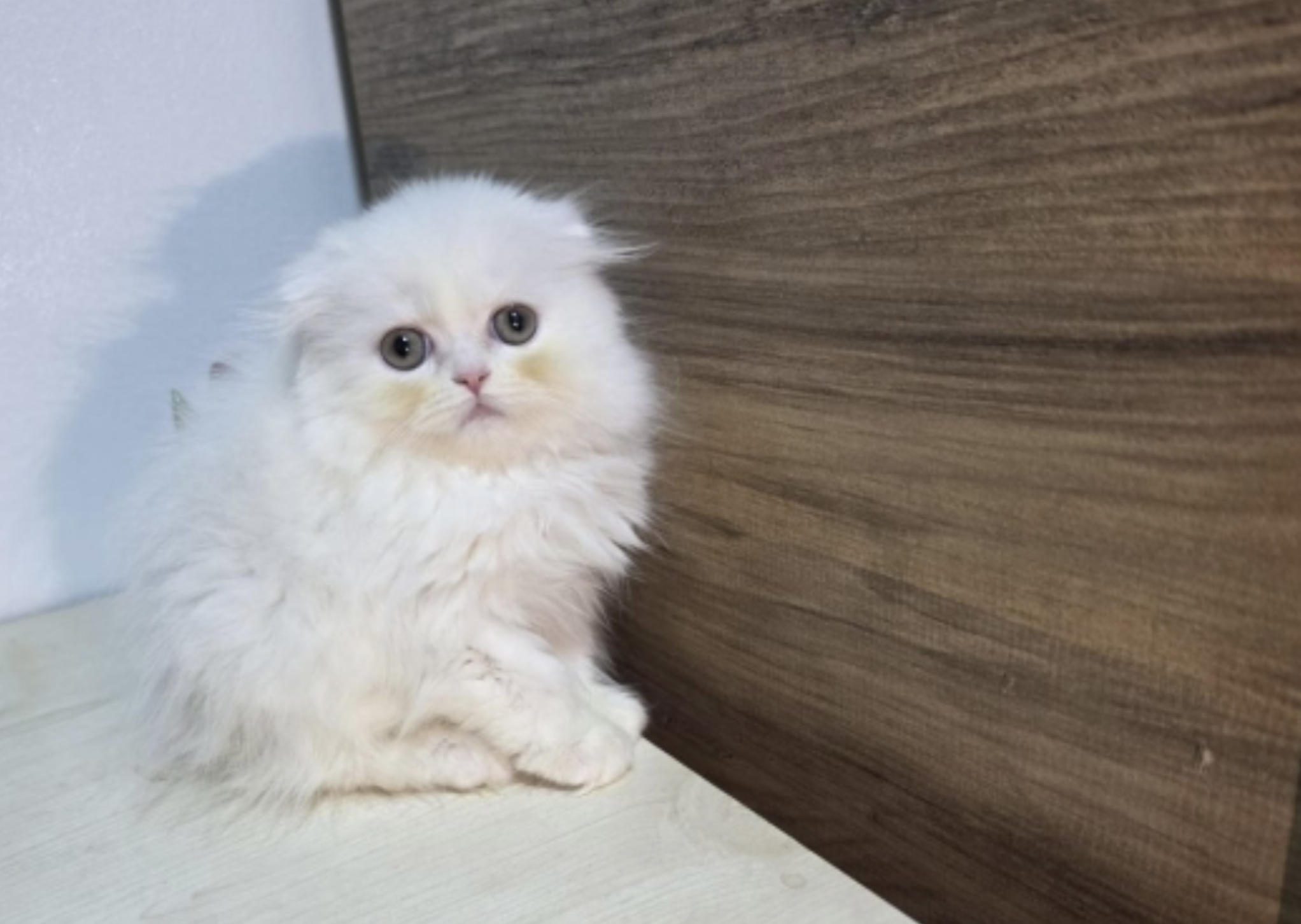 Highland fold & Scottish fold