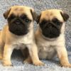 Magnifique chiot carlin male femelle