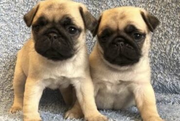Magnifique chiot carlin male femelle