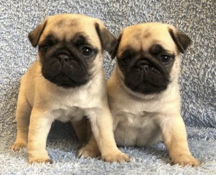 Magnifique chiot carlin male femelle
