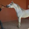 Pur sang arabe Marrakech