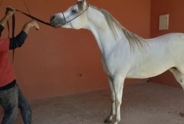Pur sang arabe Marrakech
