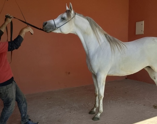 Pur sang arabe Marrakech