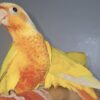 Oiseaux molina à vendre au maroc Tanger