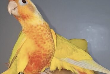 Oiseaux molina à vendre au maroc Tanger
