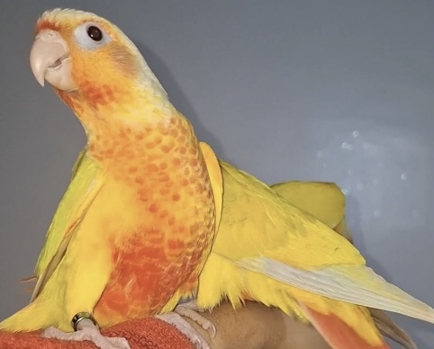 Oiseaux molina à vendre au maroc Tanger