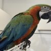 Magnifique Ara (Perroquet Ara Multicolor)