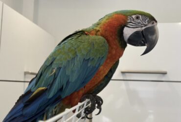 Magnifique Ara (Perroquet Ara Multicolor)