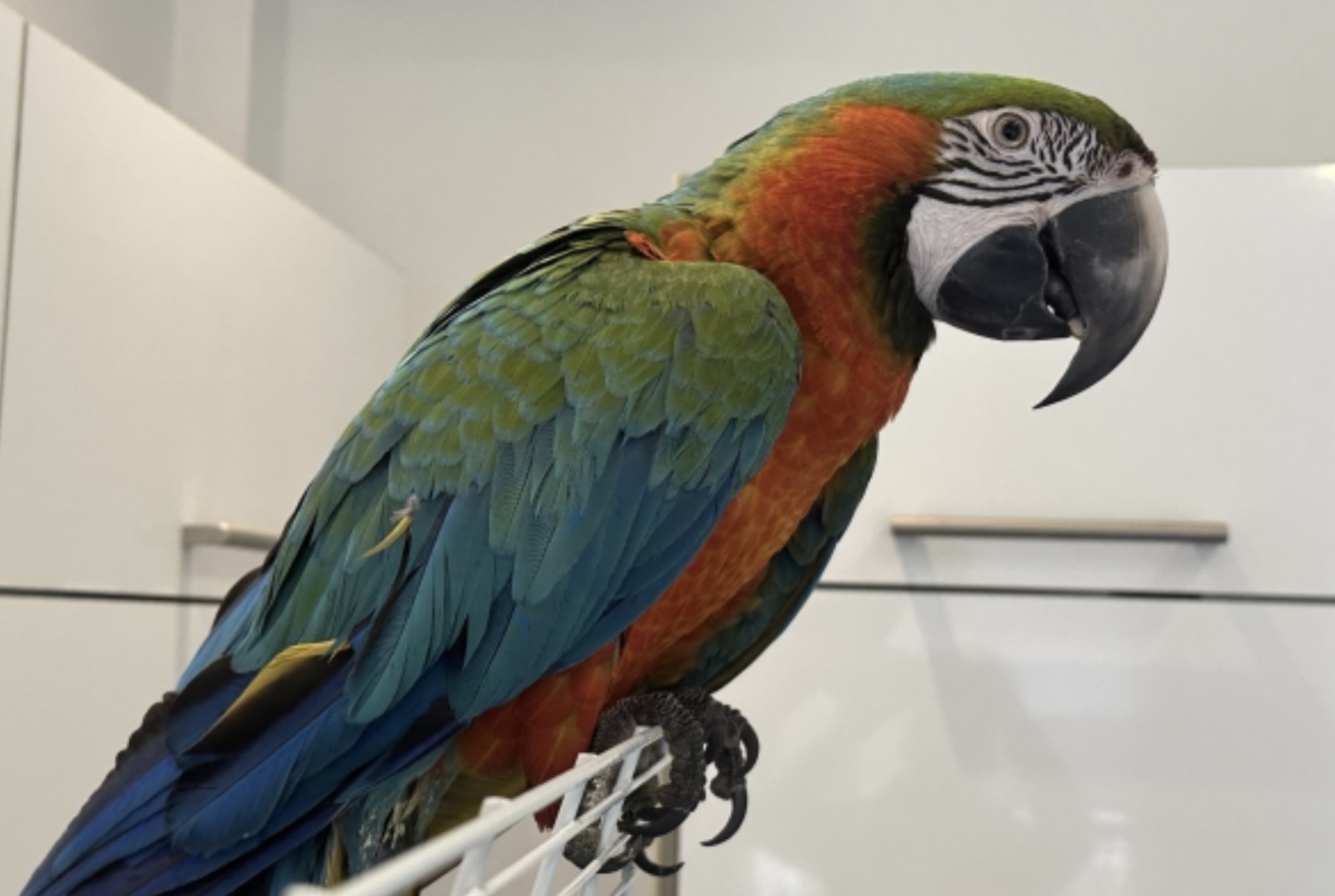 Magnifique Ara (Perroquet Ara Multicolor)