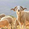 Moutons Sardi pour l'Aïd – Tétouan Tanger Larache Maroc