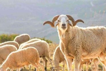 Moutons Sardi pour l'Aïd – Tétouan Tanger Larache Maroc