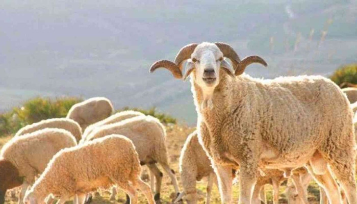 Moutons Sardi pour l'Aïd – Tétouan Tanger Larache Maroc