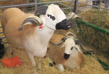 Mouton Sardi  Skhirat Maroc