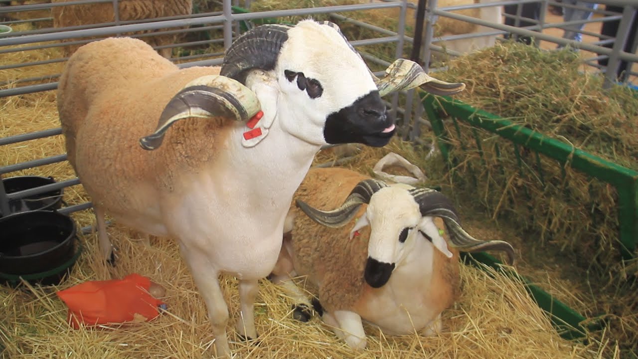 Mouton Sardi  Skhirat Maroc