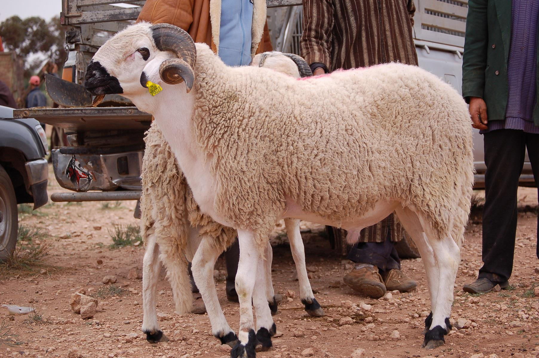 Moutons de l'Aïd à vendre – Vente de moutons Aïd 🐑 sardi et beldi