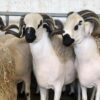 Moutons Sardi pour l'Aïd à un prix très raisonnable Had Soualem