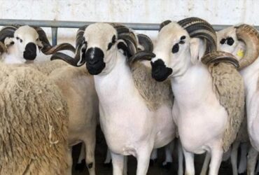 Moutons Sardi pour l'Aïd à un prix très raisonnable Had Soualem
