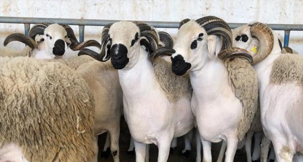 Moutons Sardi pour l'Aïd à un prix très raisonnable Had Soualem