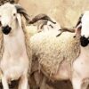 Moutons de l'Aïd à vendre – Vente de moutons Aïd 🐑 sardi et beldi