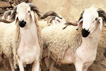 Moutons de l'Aïd à vendre – Vente de moutons Aïd 🐑 sardi et beldi
