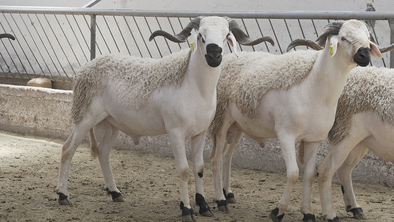 Moutons Sardi pour l'Aïd à un prix très raisonnable Had Soualem